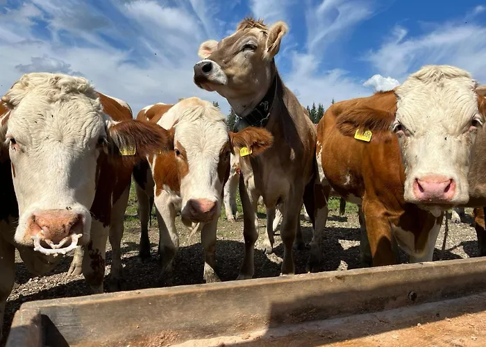 Knapphof Affittacamere